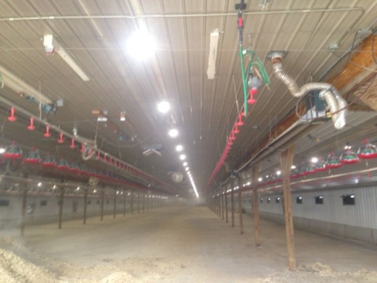 New LED lights replace T-12 lights in a brooder house on an Ottawa County turkey farm. Photo credit: Jon VanderKolk