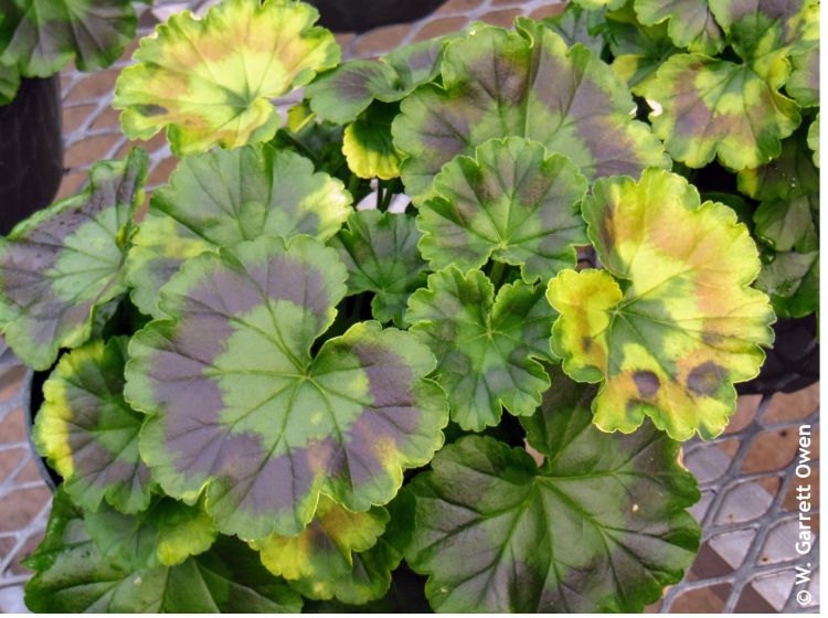 Yellowing on geranium