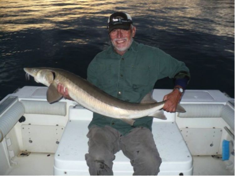 Some studies show investing in habitat restoration leads to future job creation in rebuilt fisheries and coastal tourism. Photo: St. Clair – Detroit River Sturgeon For Tomorrow