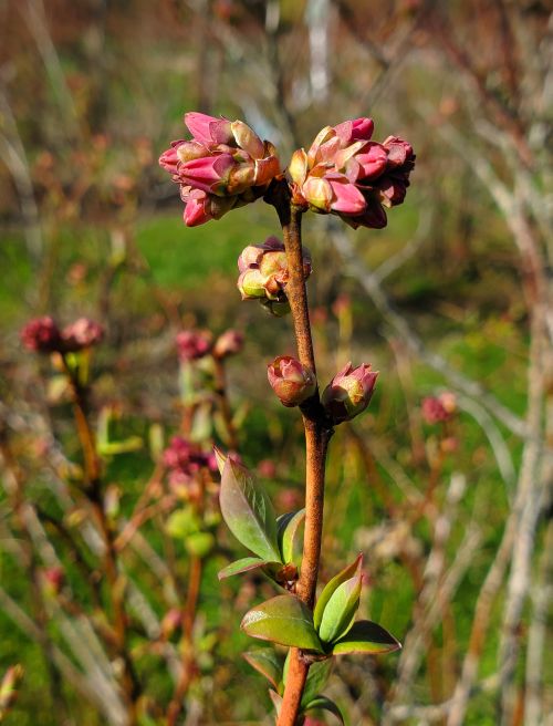 Blueberries at tight cluster growth stage.