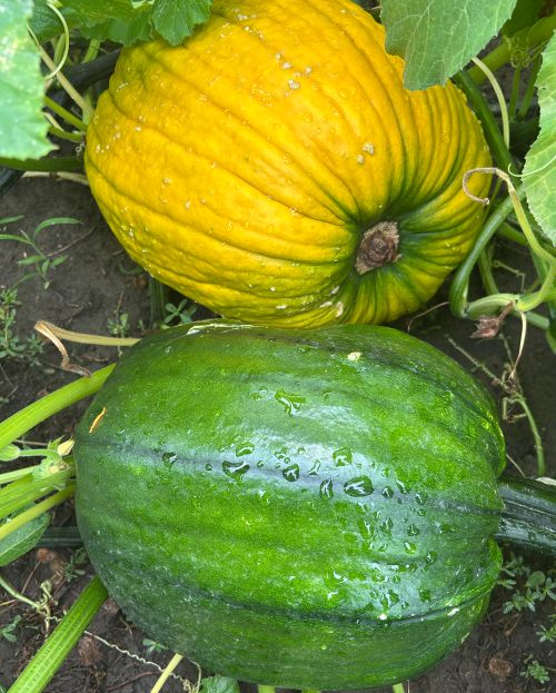 Two pumpkins laying in a pumpkin field, one is green and one is orange.