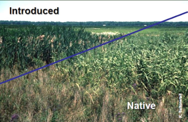A stand of both invasive and native phragmites is shown. The difference in stand density and leaf color can be seen between the introduced (top left of photo, darker green and more density) vs. native Phragmites australis (bottom of photo, light green and looser density) is shown. Photo: Kristin Saltonstall