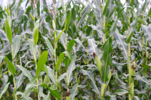 Plan now for corn silage success – Part 1: Hybrid selection