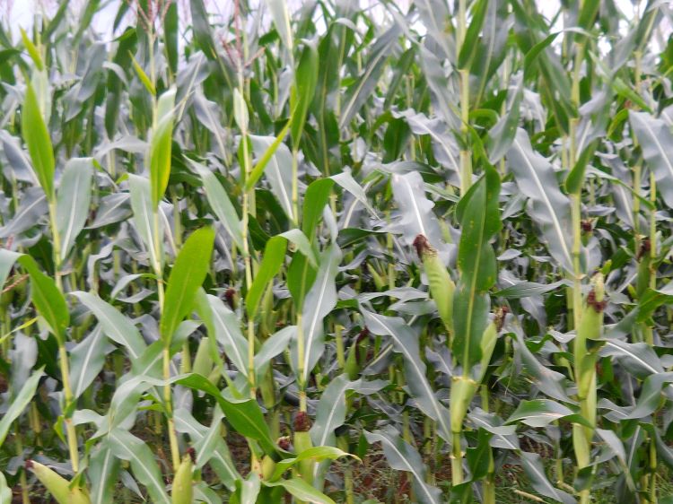 Corn for silage in Ontonagon, Michigan, September 2016. Photo: Jim Isleib, MSU Extension.
