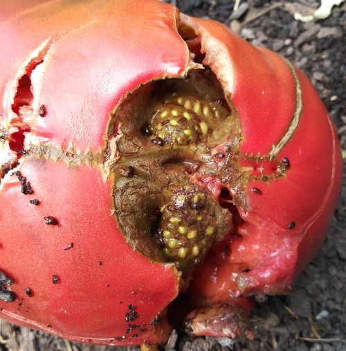 Sap beetles in a severely cracked heirloom tomato.