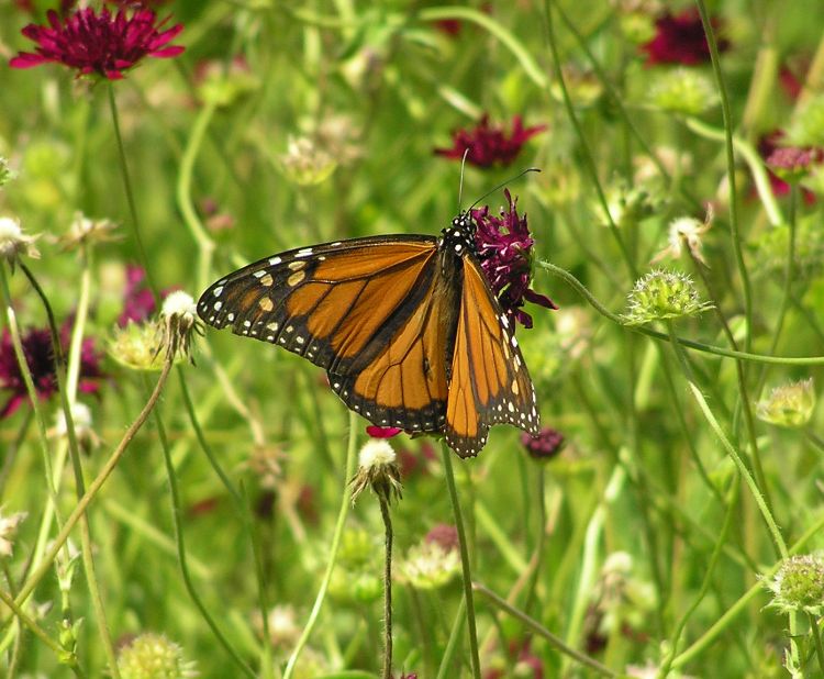 Pollinators are important to ornamental landscapes. Photo credit: Kristin Getter, MSU