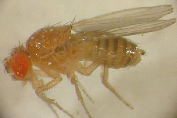 What attracts store fruit flies