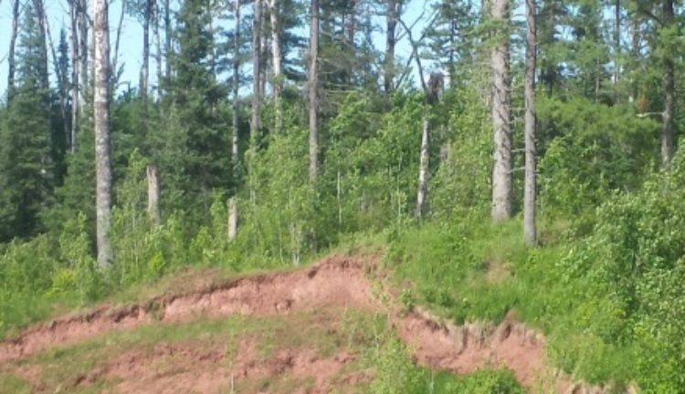 Erosion following tree removal, exposing soil in Ontonagon Co. | Photo by Mike Schira