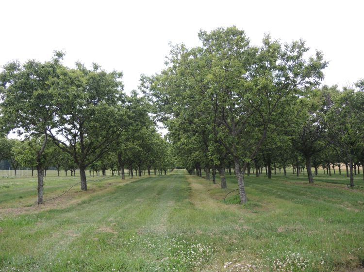 Chestnut development in west central Michigan, July 10, 2015. All photos by Erin Lizotte, MSU Extension