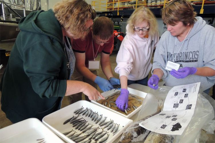 Exploring fisheries science hands-on, teachers identify, sort, and measure fish sampled by U.S. Fish and Wildlife Service. Photo credit: Michigan Sea Grant