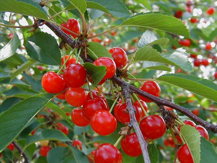 There is a good crop of Montmorency tart cherries in southwest Michigan. All photos: Mark Longstroth, MSU Extension