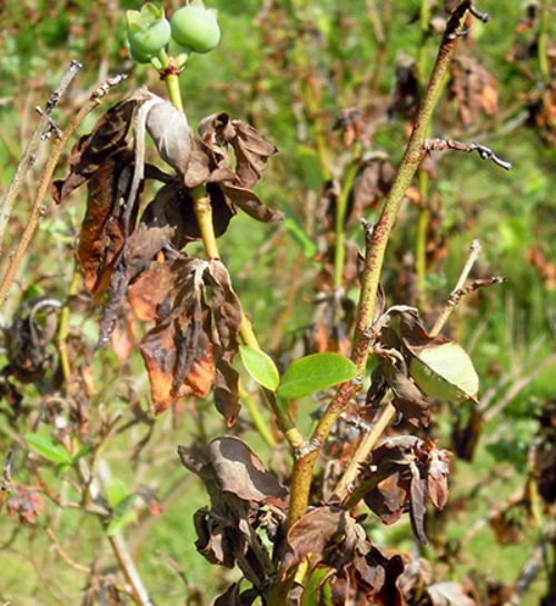 In this severe case of mummy berry, almost all shoots have been killed by the fungus. Bees carry fungal spores from shoot strikes to flowers, resulting in infected fruit that falls off before harvest. All photos: Mark Longstroth, MSUE.