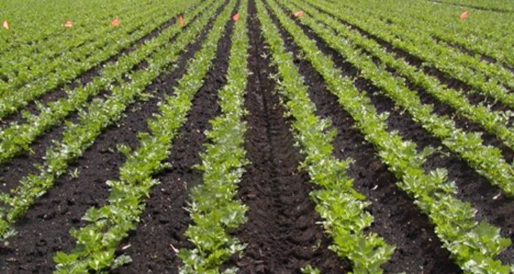 Celery field.