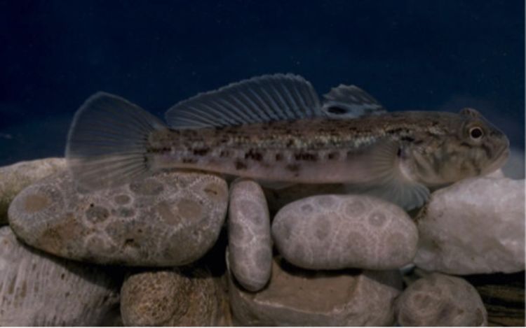 The dark spot at the base of the pectoral fin is one of the distinguishing characteristics of gobies. Photo: Lyn Gettys, University of Florida/Center for Aquatic and Invasive Plants. Used with permission.