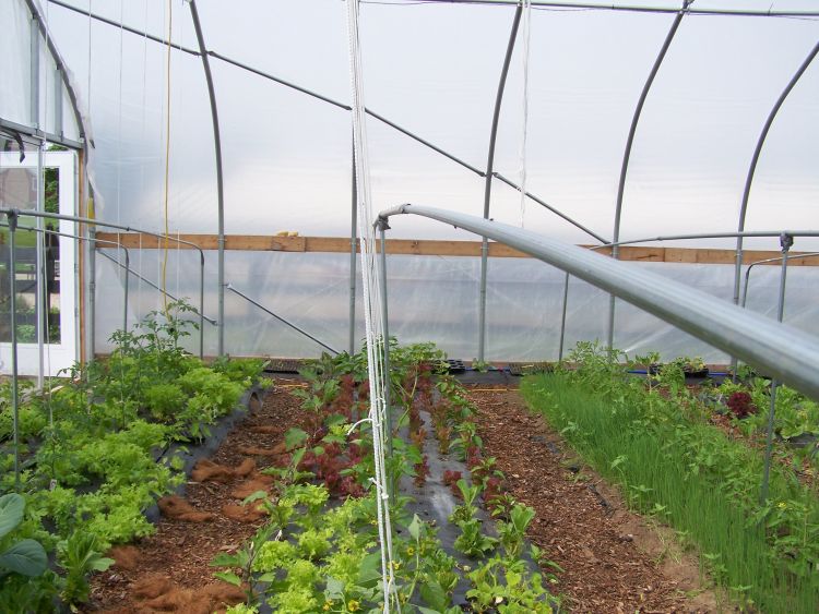 Crops growing in a high tunnel. Photo by: MSU