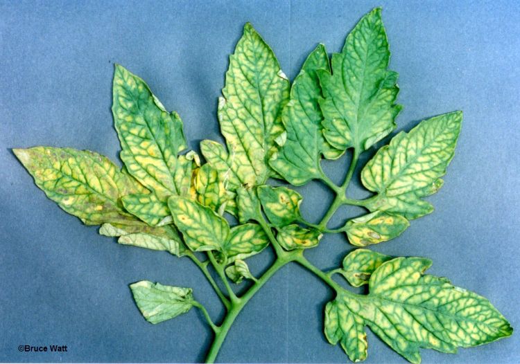 Tomatoes send lots of Magnesium to the rapidly expanding tissues in their fruits, leaving lower leaves mottled with yellow between the veins. Advanced deficiency can turn the yellow parts brownish-purple, and can lead to defoliation and reduced yield. 