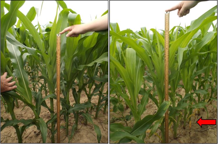 In both pictures, corn at V10 received in-furrow starter N (7 lbs. N A-1). Left: Corn received V4 sidedress (total N=140 lbs. A-1). Right: Corn awaiting V10 sidedress and displays signs of N stress (i.e., lower canopy firing) due to in-furrow strategy.