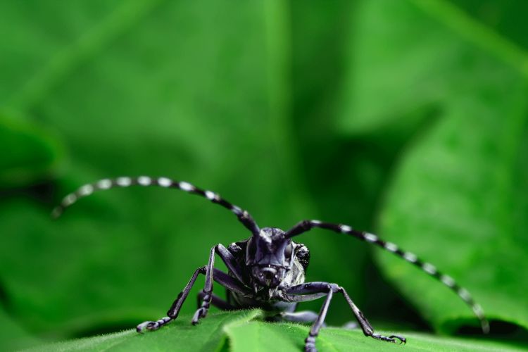 Asian longhorned beetle. | Photo courtesy of Kyle Ramirez