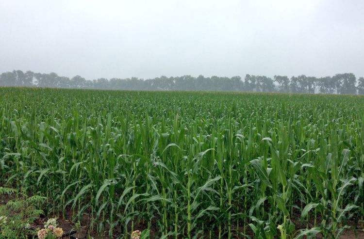 photo of corn plants in a field with a grey sky