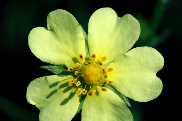 Shrubby cinquefoil