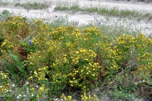Common St. Johnswort – Hypericum perforatum