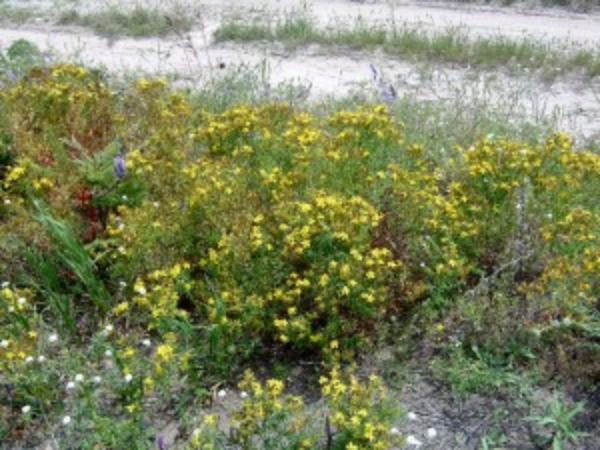 common St. Johnswort plant