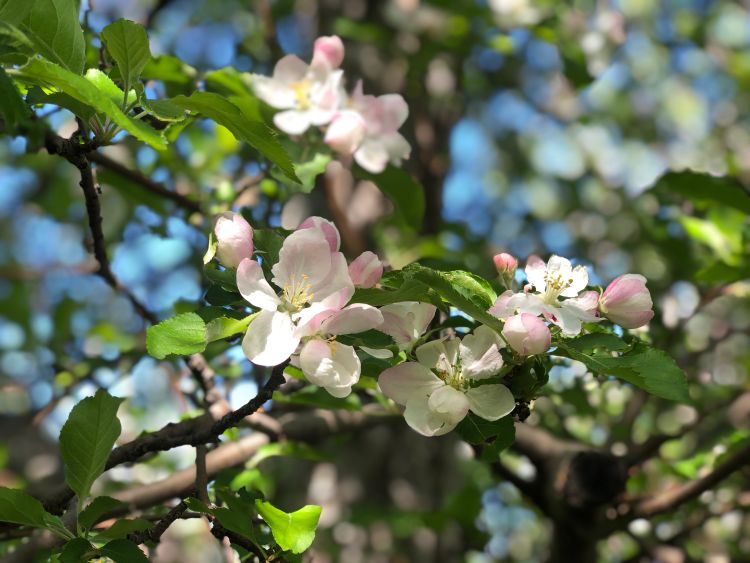Apple flowers blooming