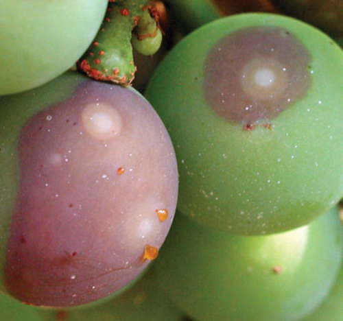  Initial berry lesion, which may expand to show growth rings. 