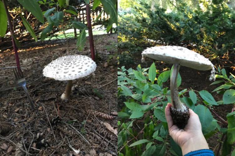 Picture of a Chlorophyllum Rhacodes