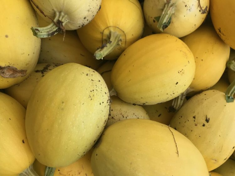 Spaghetti squash