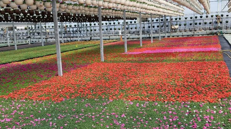 flowers in a greenhouse