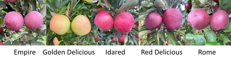 Different apple varieties.