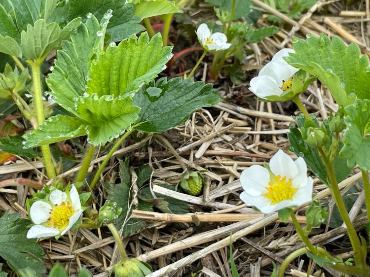 Strawberries in bloom.