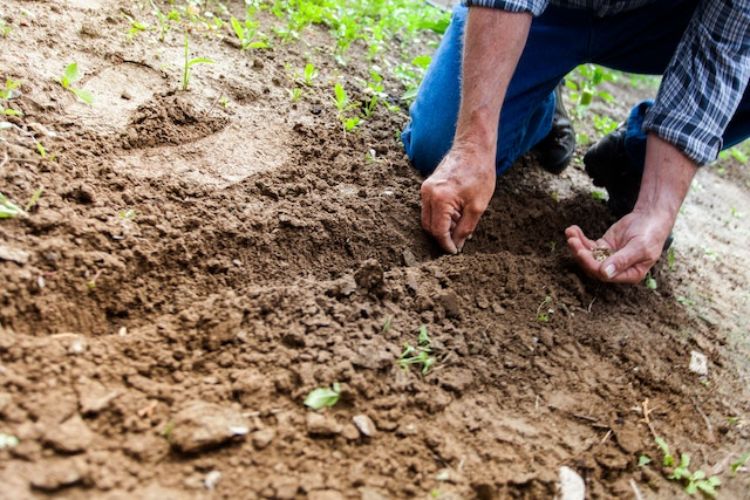 Individual with sleeves rolled up sowing seeds in a line in the dirt.