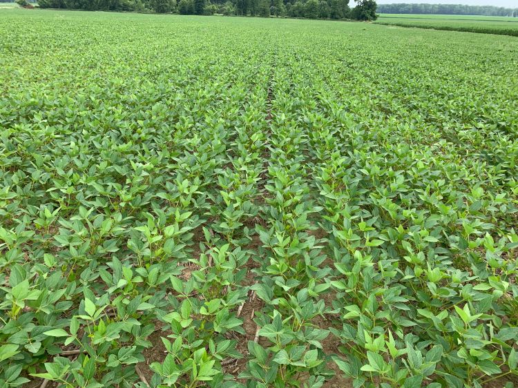 Soybean field.