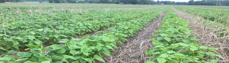 Soybean field with residue rye cover crop.