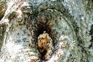 Carpenter Ants Nesting In Trees And Homes Msu Extension