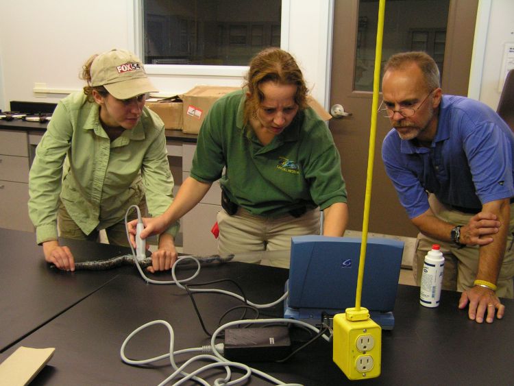 (From right) Henry Campa III, Tara Harrison and Robyn Bailey perform an ultrasound on a female eastern massasauga rattlesnake.