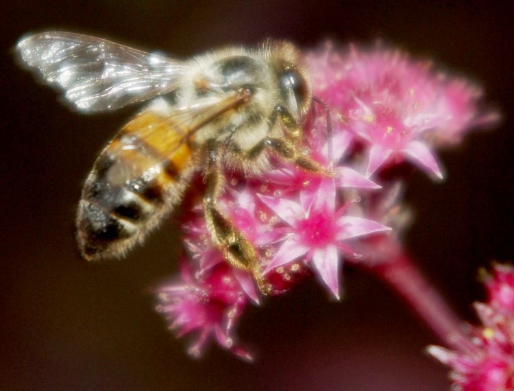 European honey bee on Sedum. Photo by Rebecca Finneran, MSU Extension