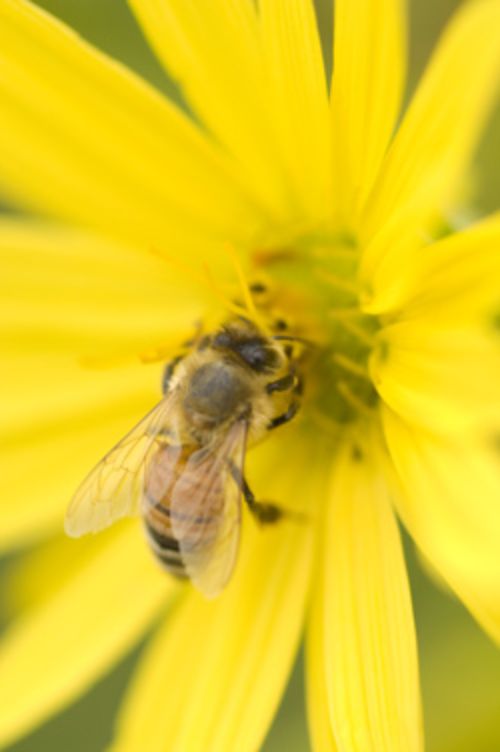 Julianna Tuell and Rufus Isaacs found 166 native bee species in southwestern Michigan.