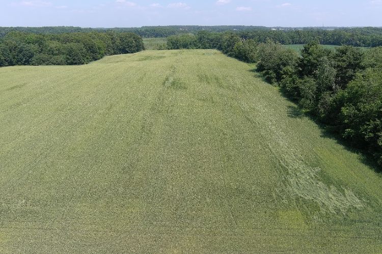 Lodging in a wheat field.