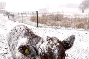 Winter on the Farm and the Mystery of Energy