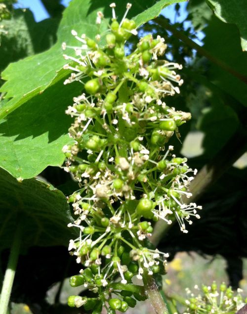 Chardonnay in bloom near Benton Harbor, Michigan. Photo: Brad Baughman, MSU Extension.