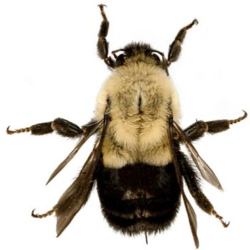 Bee Information for Kids: Bumblebee & Honey Bee Facts