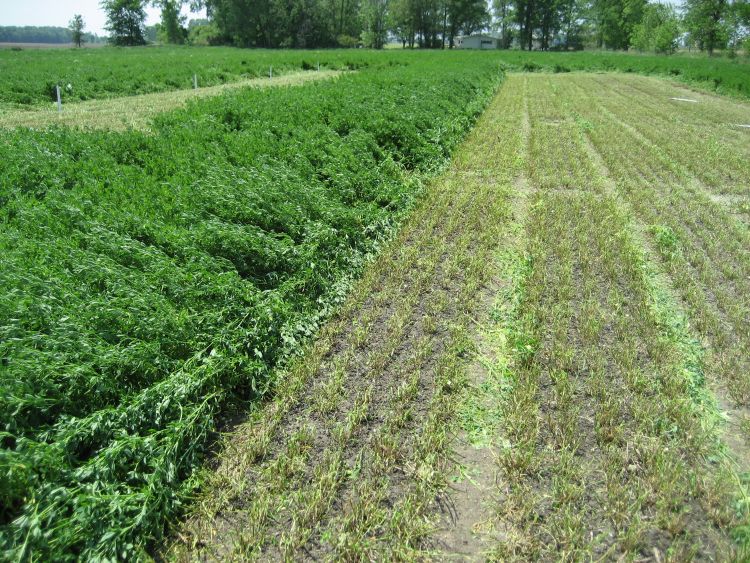 MSU alfalfa variety trial.