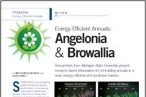 Energy-efficient annuals 11: Angelonia & browallia