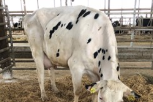 Newborn dairy calf care management