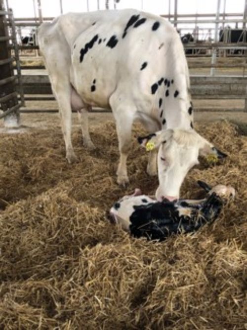 white dairy cow licking newborn calf laying in a straw filled pen