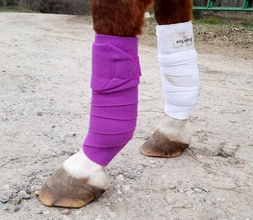 Horse leg wraps sale