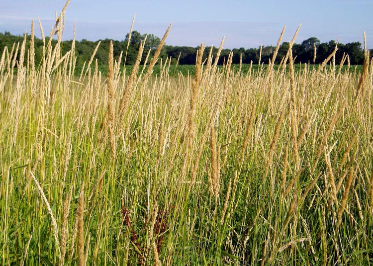 Reed canarygrass. Photo by Leslie J. Mehrhoff, Bugwood.org